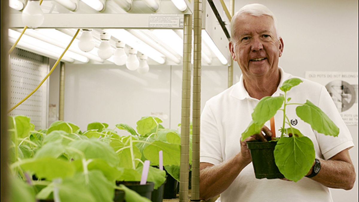 man holding tobacco plant in lab greenhouse
