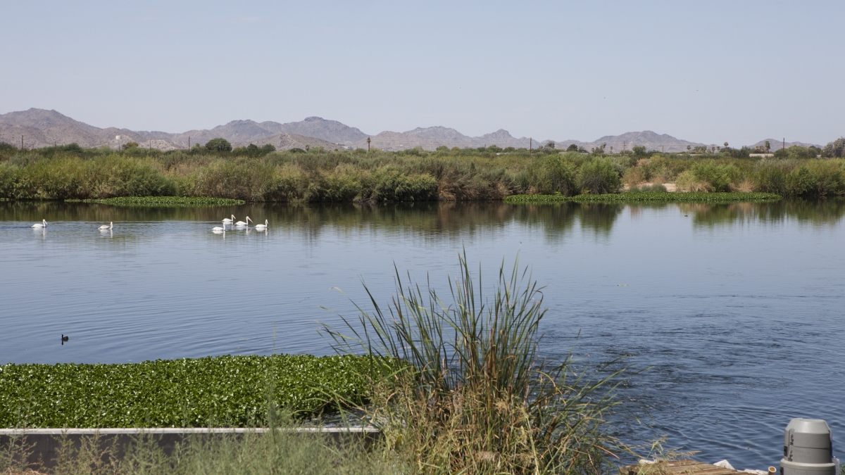Image of urban wetland in Phoenix, AZ. 