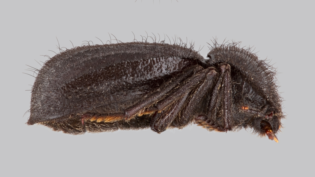 photographic illustration of lateral view of darkling beetle
