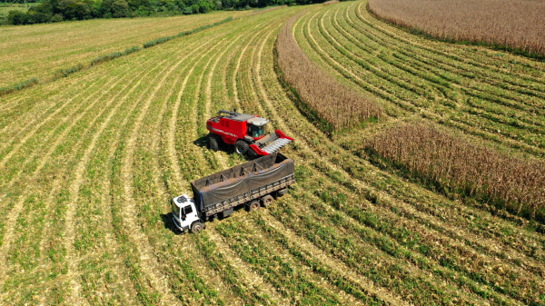 Aerial view of a harvesting machine in a corn field.